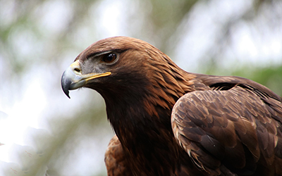 Scottish Birds of Prey | Timberbush Tours